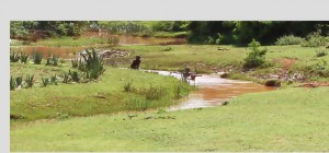 BOYS IN CREEK