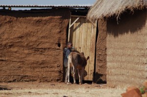 boy and cow